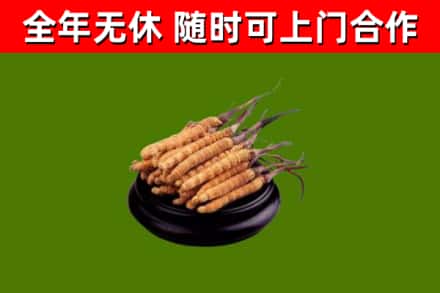 连云港回收散虫草