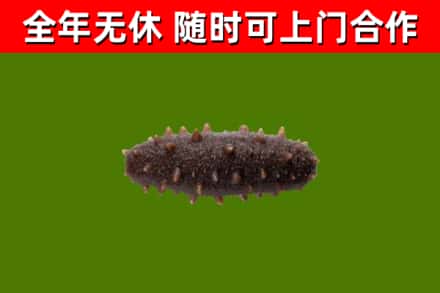 连云港回收海参干